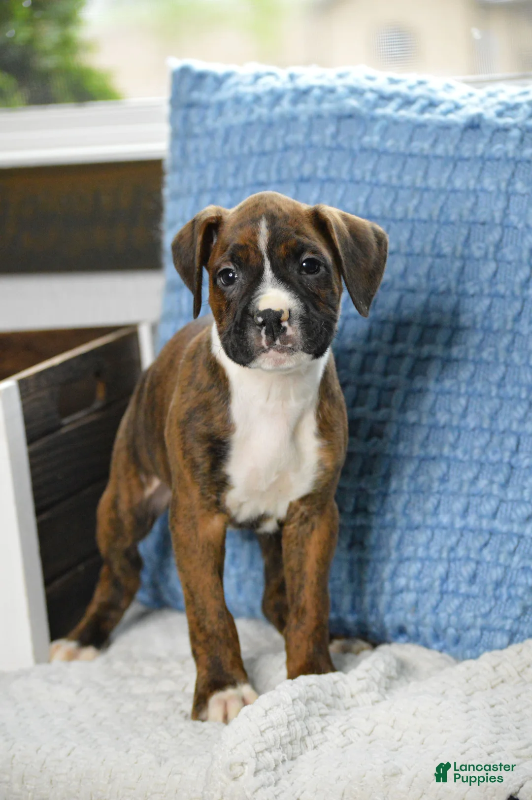 Boxer dogs for sale: Jax - Ad 1