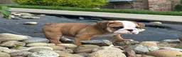 English Bulldog dogs for sale: Lily - Ad 5