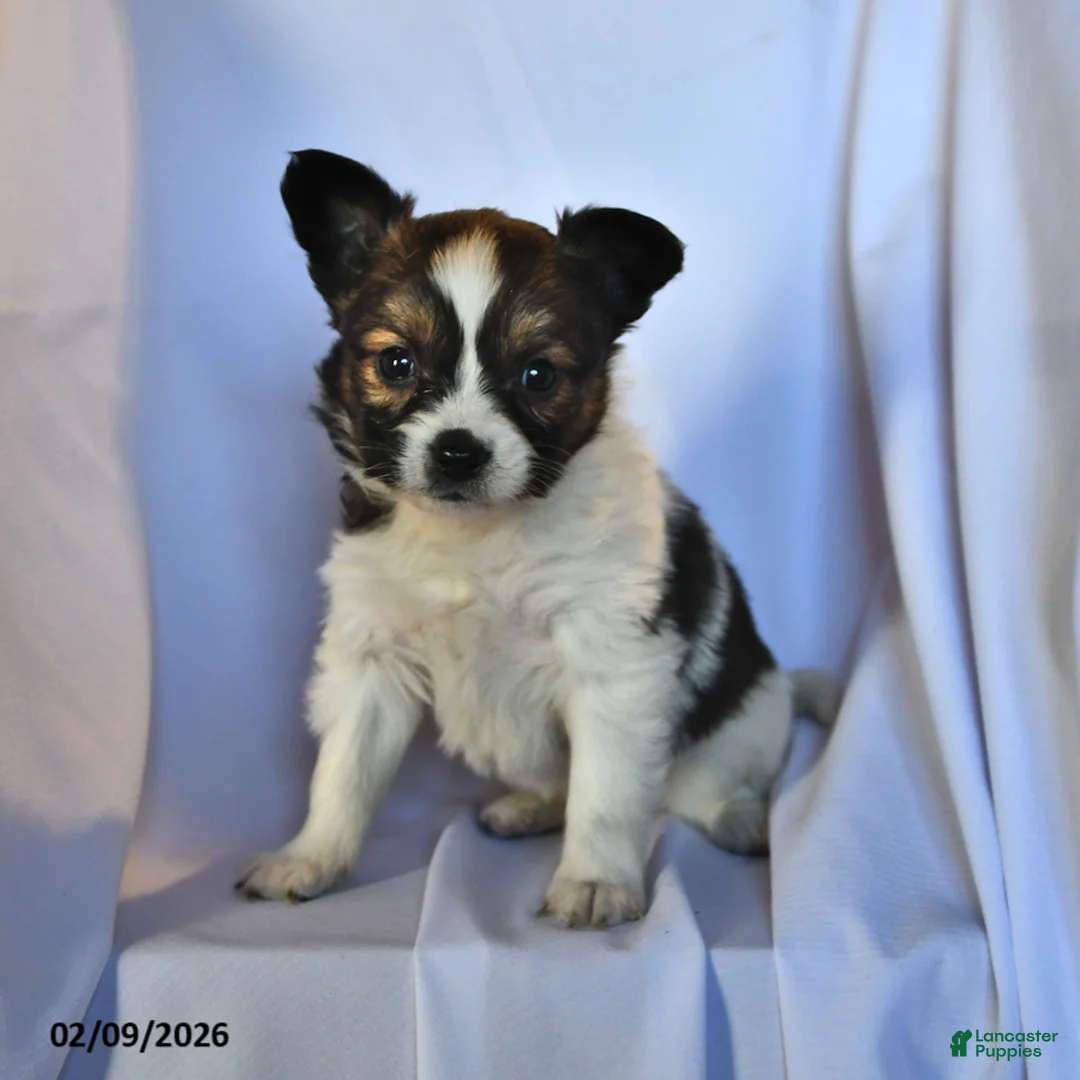 Papillon dogs for sale: Monarch - Ad 3