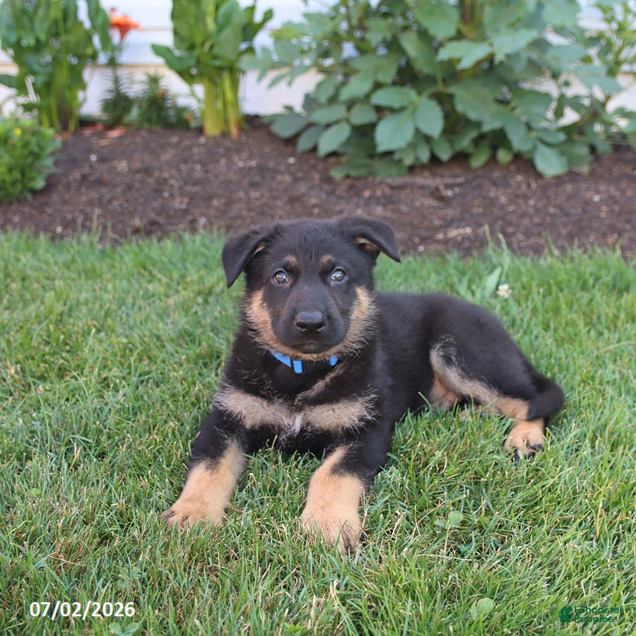 German Shepherd dogs Spike - Ad 2