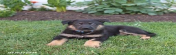 German Shepherd dogs for sale: Spike - Ad 2