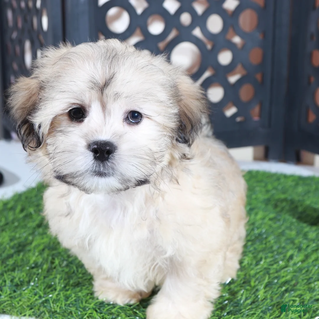 Shorkie dogs for sale: Pumpkin Playful Male Shorkie Puppy - Ad 4