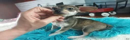 Chihuahua dogs for sale: Brown tan boy chi. Hand delivery  - Ad 5