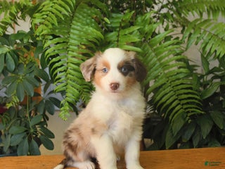 Australian Shepherd dogs Abel - Ad 26