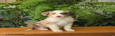 Abel