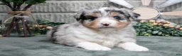 Miniature Australian Shepherd dogs for sale: Lucy - Ad 3