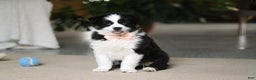 Miniature Australian Shepherd dogs for sale: Trixie - Ad 6