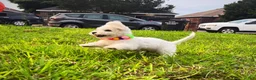 Maltipoo dogs for sale: Snow White - Ad 3