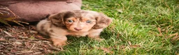 Miniature Dachshund dogs for sale: Simba - Ad 4