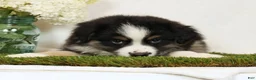 Miniature Australian Shepherd dogs for sale: Lucy - Ad 5
