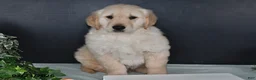 Golden Retriever dogs for sale: Kevin - Ad 5