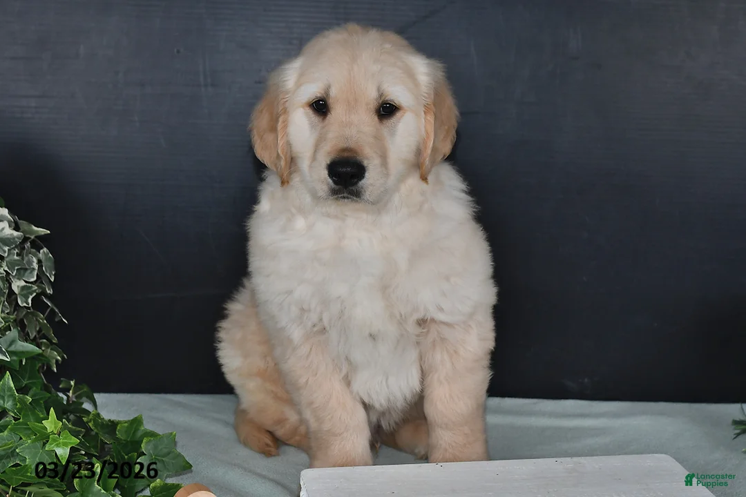 Golden Retriever dogs for sale: Kevin - Ad 5