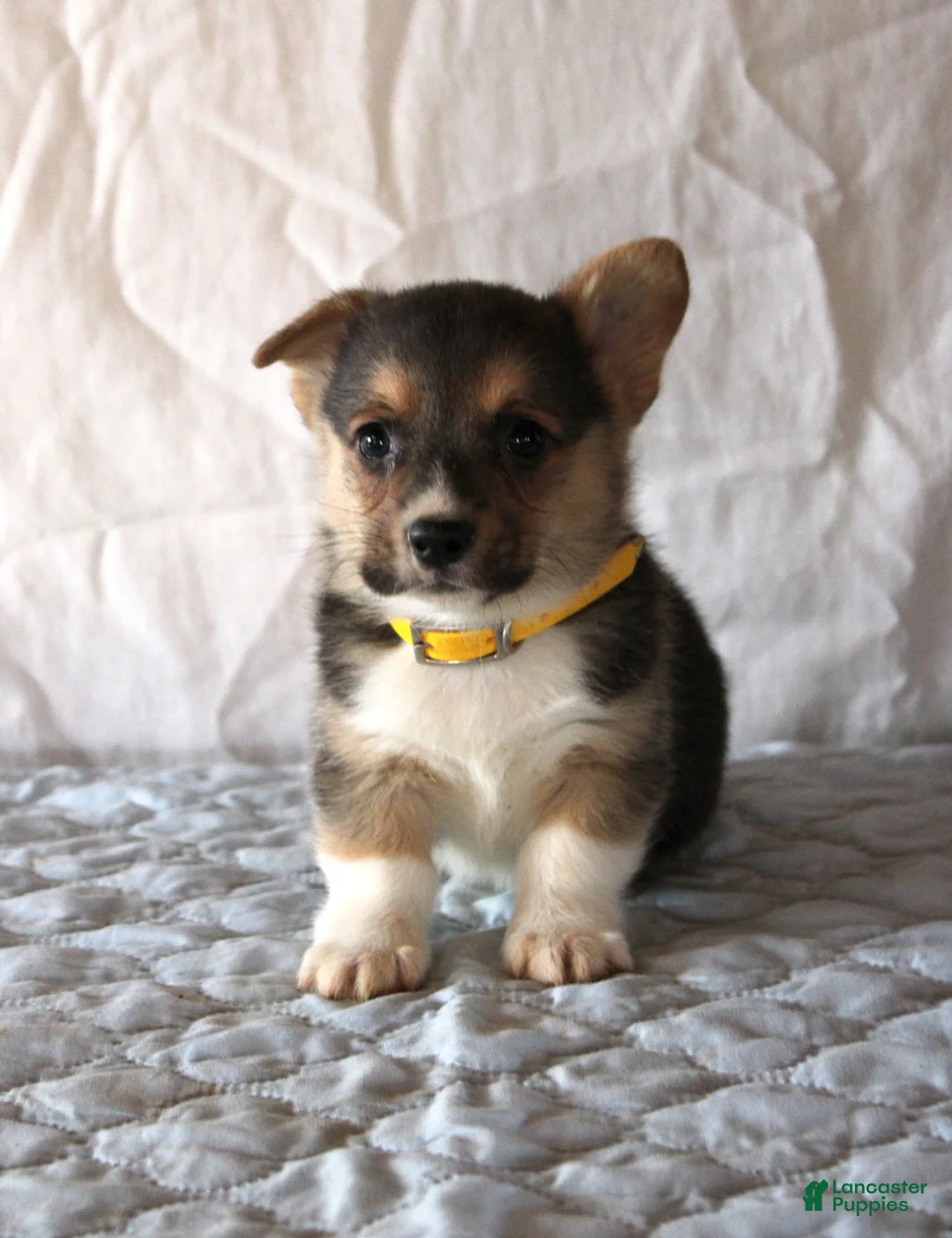 Welsh Corgi Pembroke dogs for sale: Lance - Ad 1