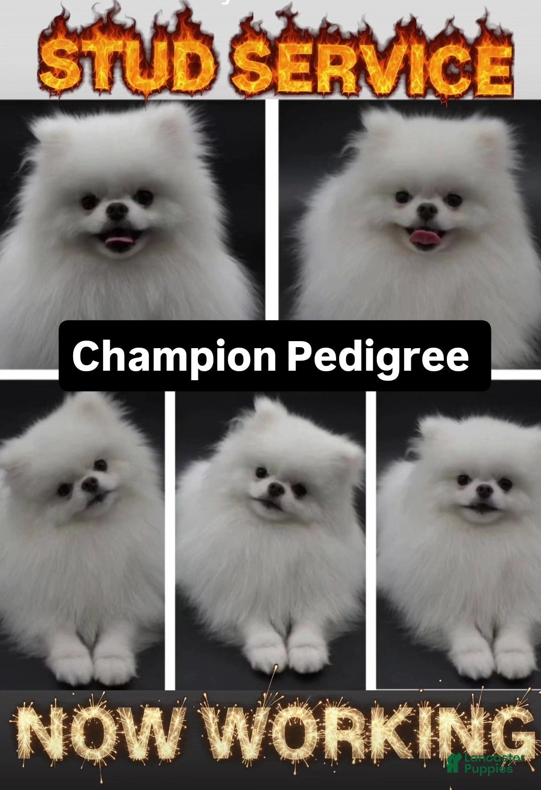 Pomeranian dogs Snoopy - Ad 2