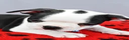 Boston Terrier dogs for sale: Sylis - Ad 4