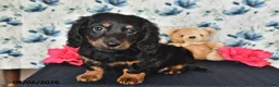 Miniature Dachshund dogs for sale: Jake - Ad 4