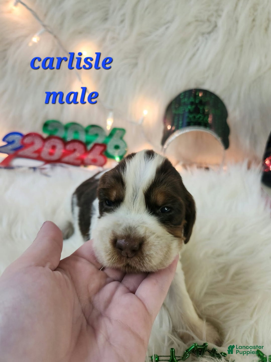 English Springer Spaniel dogs for sale: Carlisle  - Ad 1