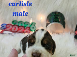 English Springer Spaniel dogs Carlisle - Ad 13
