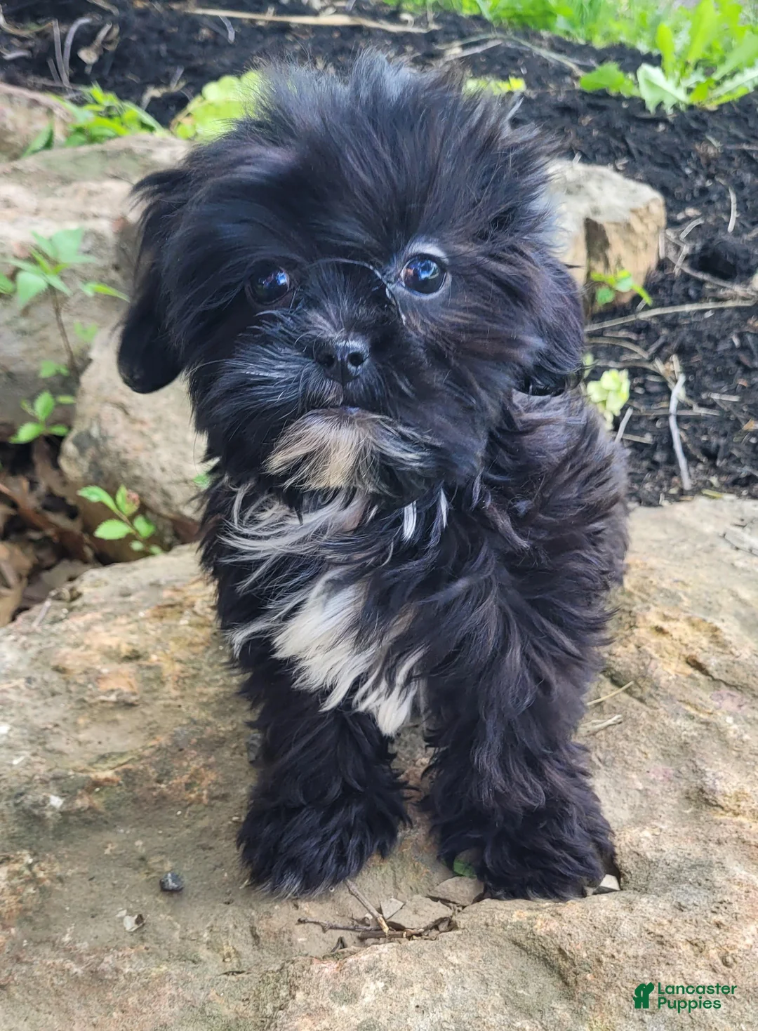 Shihpoo dogs for sale: Ted - Ad 2
