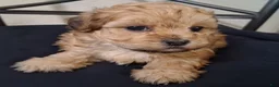 Shihpoo dogs for sale: Hannah - Ad 3