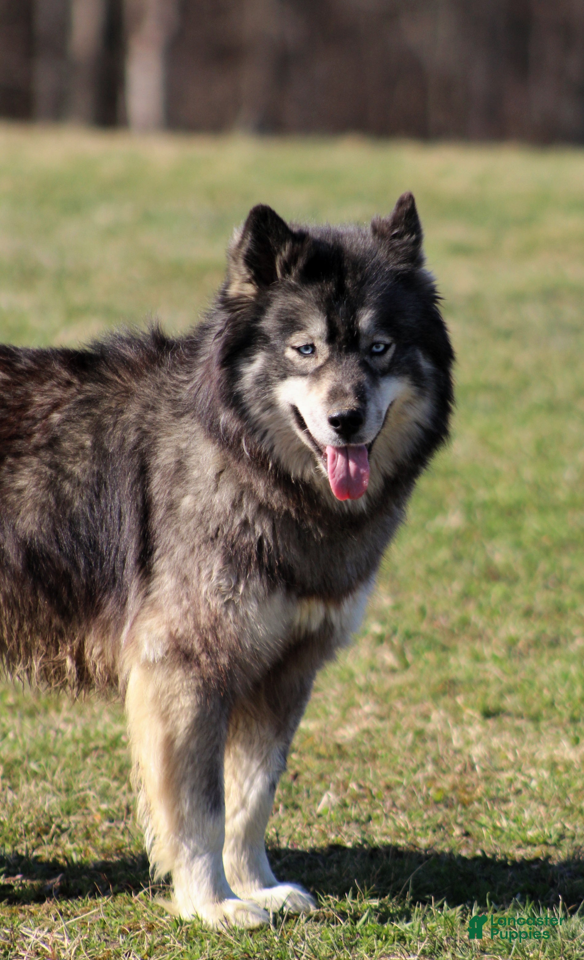 Siberian Husky dogs Salem "Wolf" Markings  - Ad 1