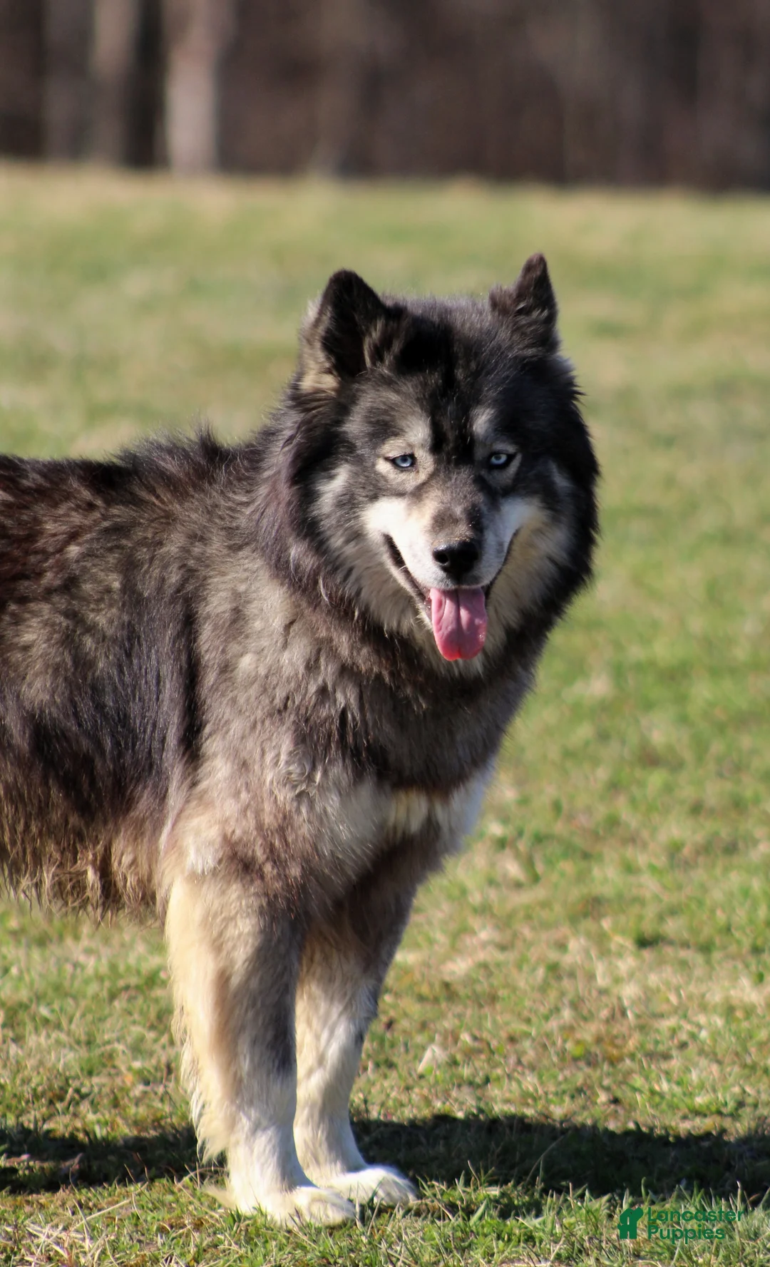 Siberian Husky dogs for sale: Salem "Wolf" Markings  - Ad 1