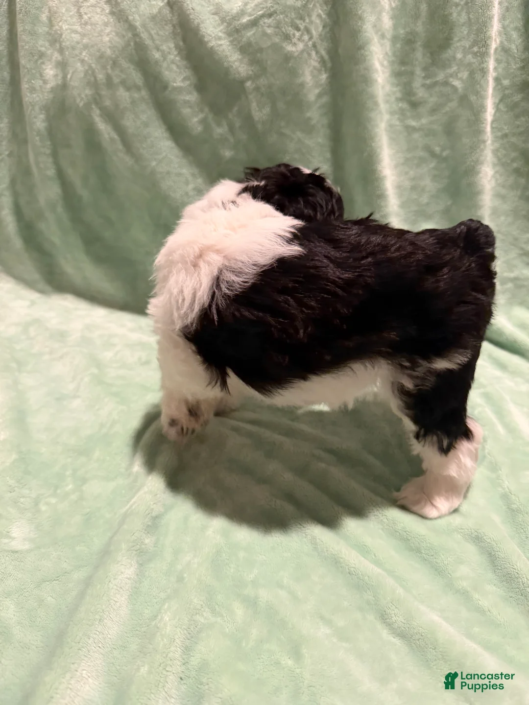 Miniature Schnauzer dogs for sale: Desiel  - Ad 2