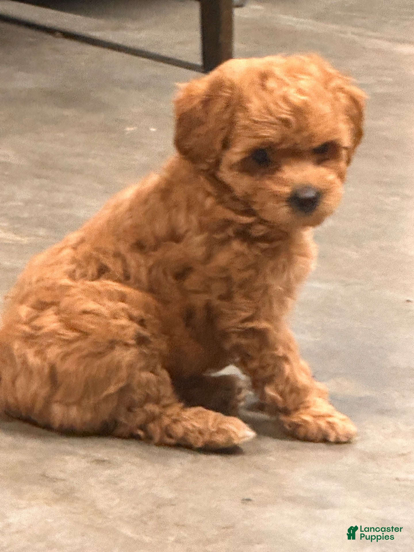 Toy Poodle dogs Toy Poodle 2 - Ad 2