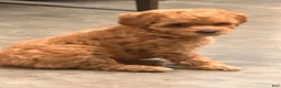 Toy Poodle dogs for sale: Toy Poodle 2 - Ad 2