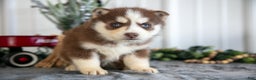 Siberian Husky dogs for sale: Scarlett - Ad 3