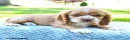Cocker Spaniel dogs for sale: Folgers - Ad 4