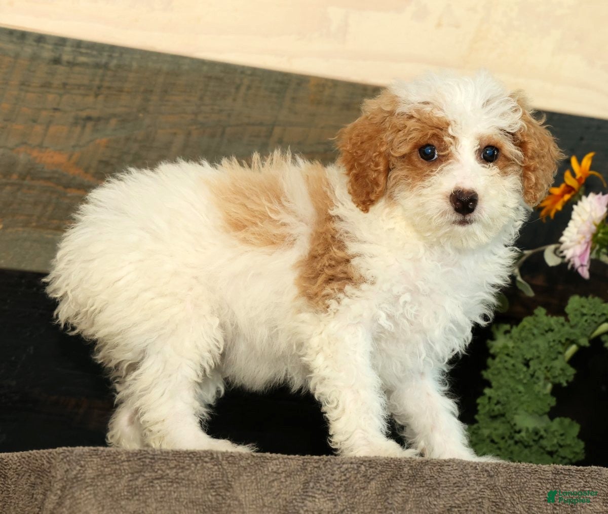 Miniature Poodle dogs Lilac - Ad 1