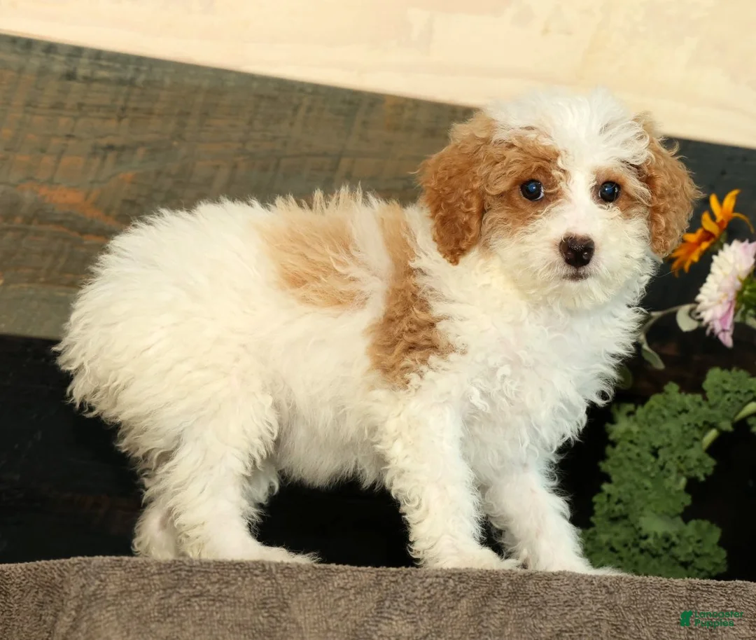 Miniature Poodle dogs for sale: Lilac - Ad 1