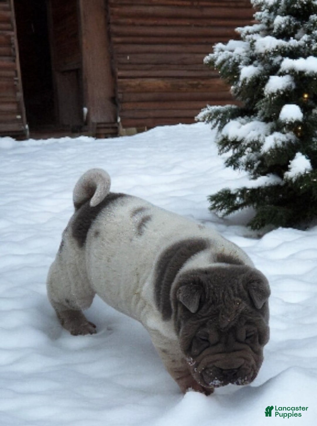 Shar Pei dogs for sale: Lilly lilac flower mini  - Ad 19