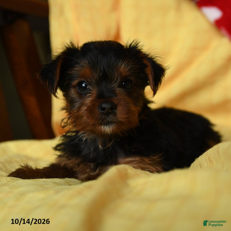 Yorkshire Terrier dogs Duchess - Ad 2