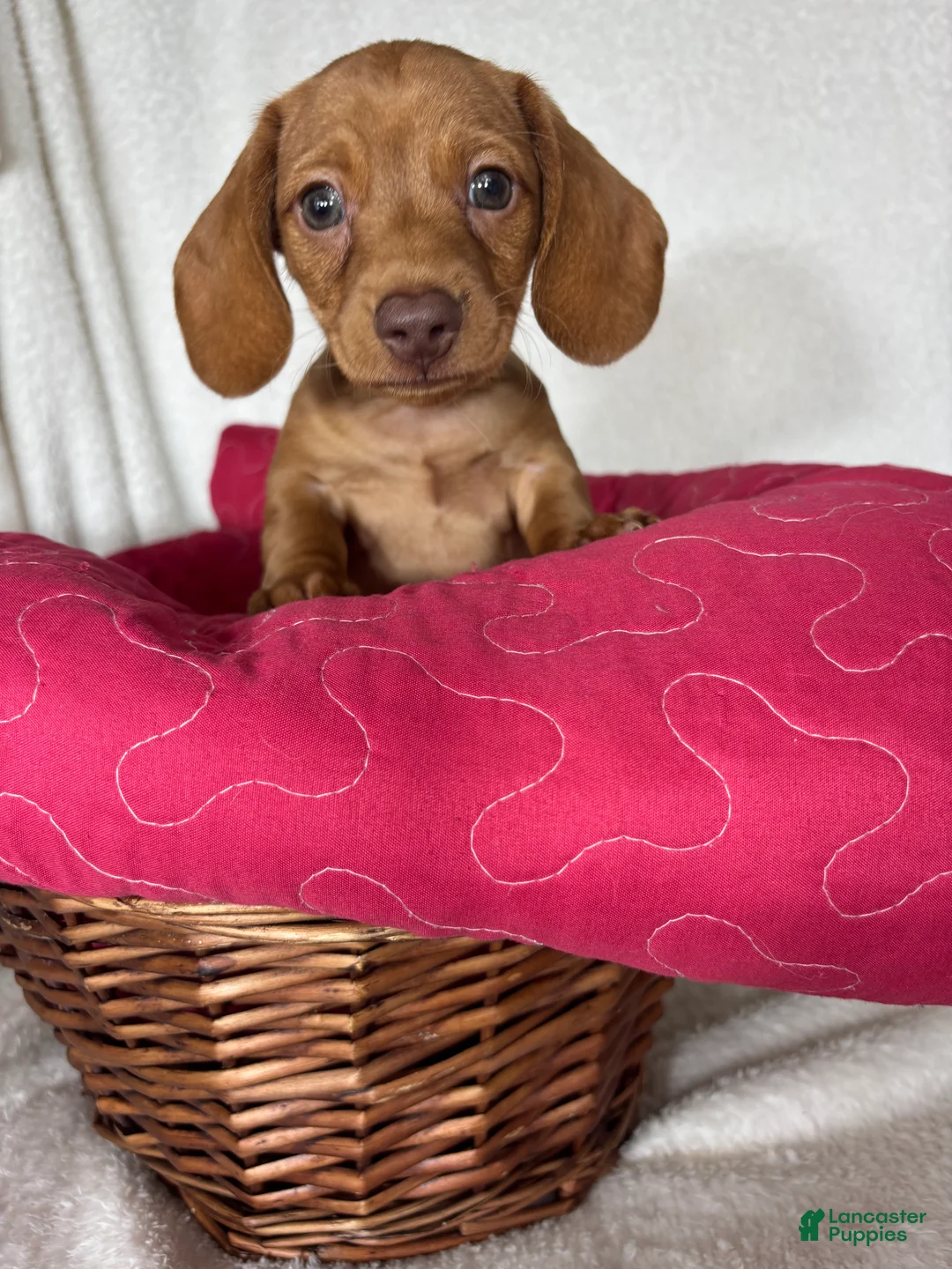 Dachshund dogs for sale: Duke - Ad 6