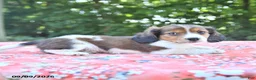 Mixed Breed dogs for sale: Duke - Ad 3