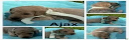 Goldendoodle dogs for sale: Ajax - Ad 6