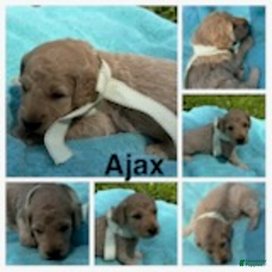 Goldendoodle dogs for sale: Ajax - Ad 6