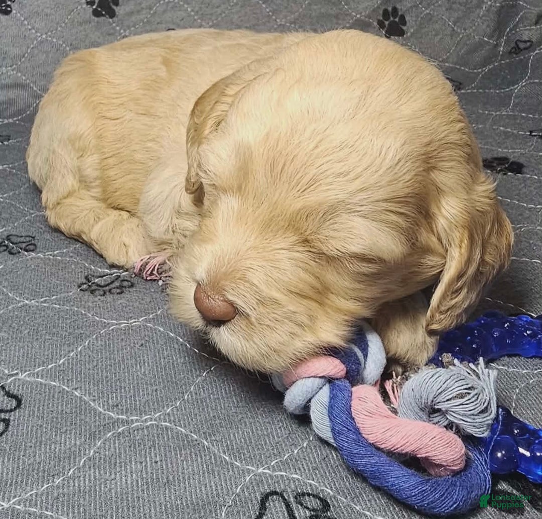 Goldendoodle dogs for sale: Americano - Ad 2