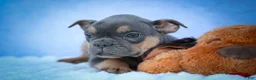 Frenchton dogs for sale: Peaches 🍑 — A Charming F2 Frenchton Puppy! - Ad 18
