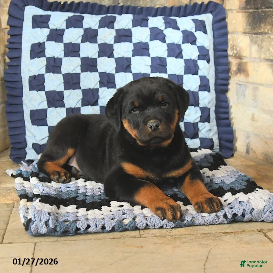 Rottweiler dogs for sale: Raven - Ad 2