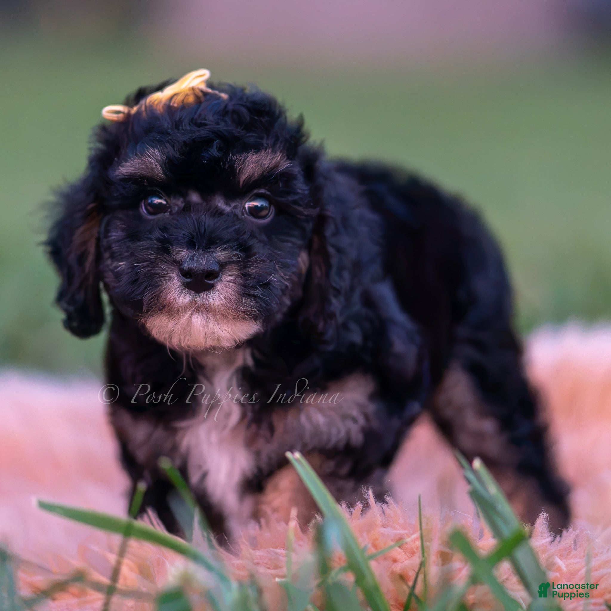 Toy Poodle dogs Arthur AKC  - Ad 9