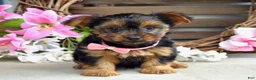 Yorkshire Terrier dogs for sale: Skye - Ad 9