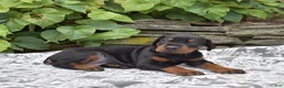 Doberman Pinscher dogs for sale: Phoenix - Ad 4