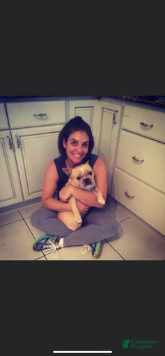 Gallery Image {{count}}