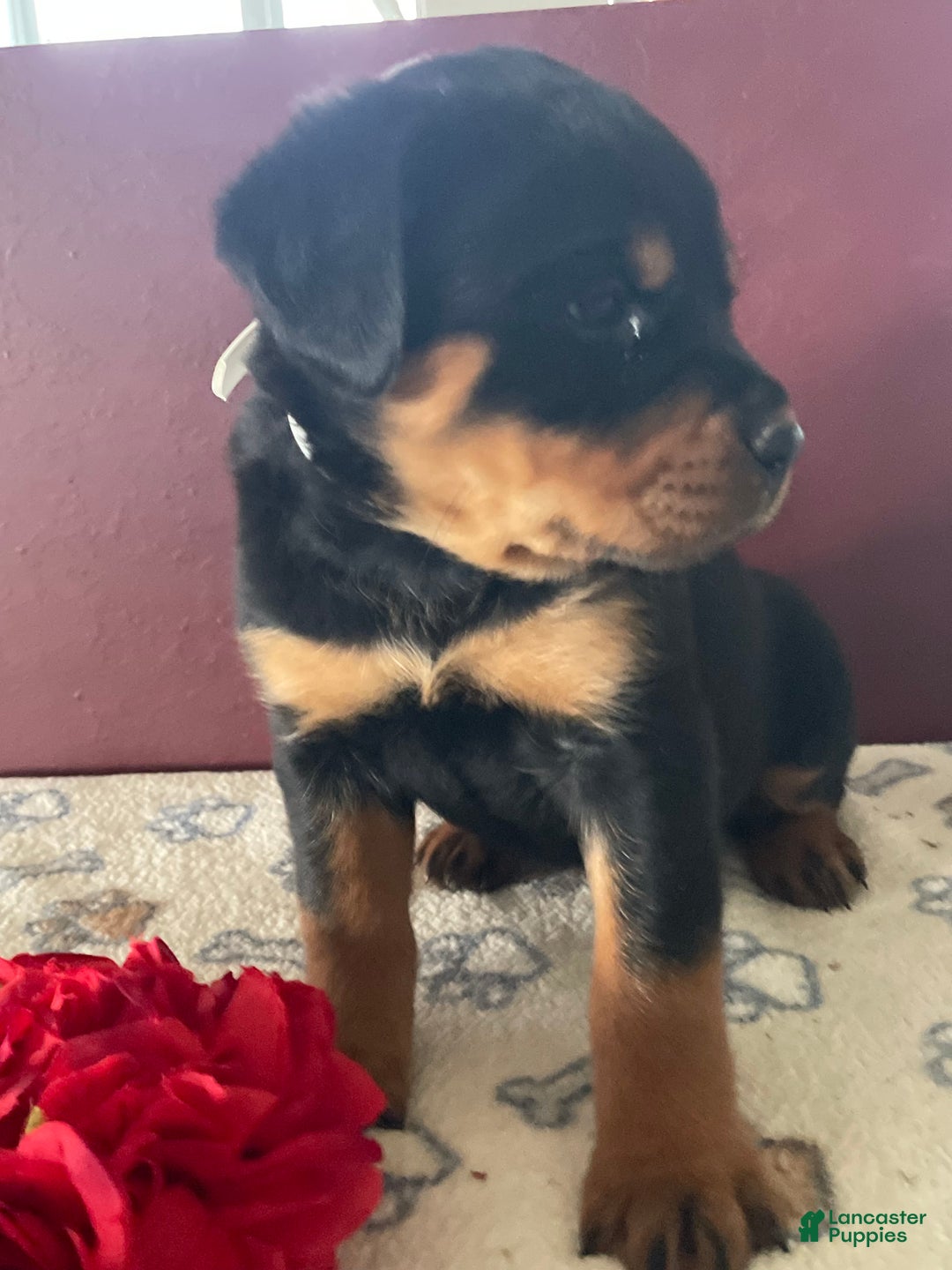 Rottweiler dogs for sale: Mimi - Ad 2