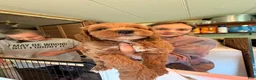 Goldendoodle dogs for sale: Copper  - Ad 5
