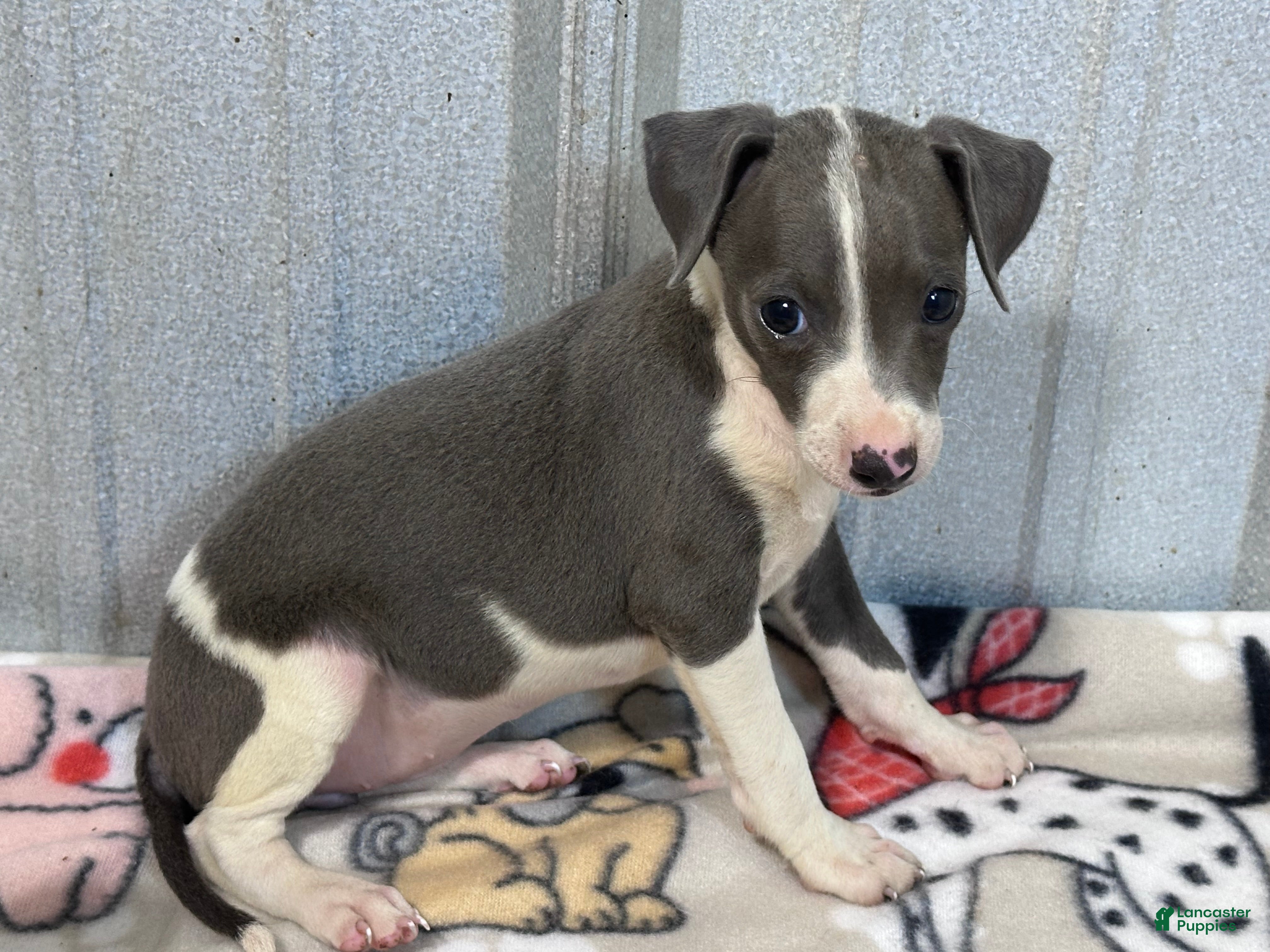 Italian Greyhound dogs Bo Peep - Ad 1