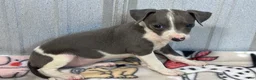 Italian Greyhound dogs for sale: Bo Peep - Ad 1